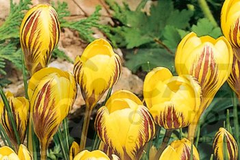 Крокус ботанический Джипси Герл Crocus botanical Gipsy Girl