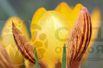 Крокус ботанический Джипси Герл Crocus botanical Gipsy Girl