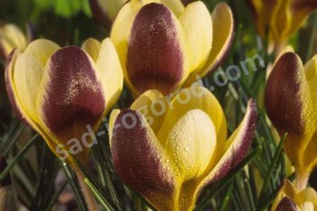 Крокус ботанический Геральд Crocus botanical Herald