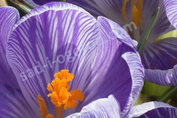 Крокус крупноцветковый Пиквик Crocus Large Flowering Pickwick