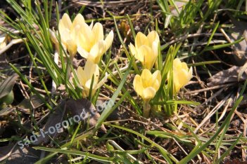Крокус крупноцветковый Крем Бьюти Crocus Large Flowering Cream Beauty