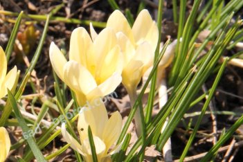 Крокус крупноцветковый Крем Бьюти Crocus Large Flowering Cream Beauty