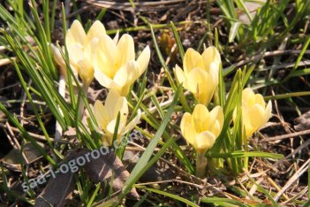 Крокус крупноцветковый Крем Бьюти Crocus Large Flowering Cream Beauty