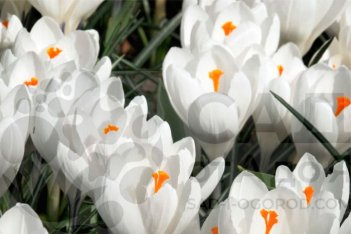 Крокус крупноцветковый Жанна д'Арк Crocus Large Flowering Jeanne D'Arc