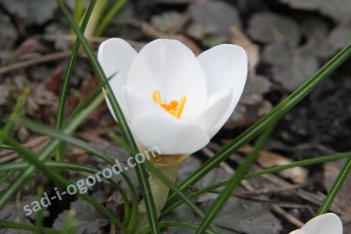 Крокус крупноцветковый Жанна д'Арк Crocus Large Flowering Jeanne D'Arc