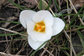 Крокус крупноцветковый Жанна д'Арк Crocus Large Flowering Jeanne D'Arc