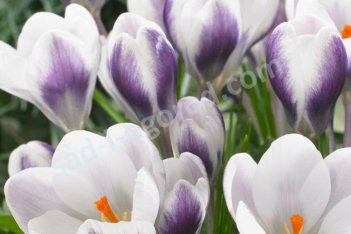 Крокус ботанический Принц Клаус Crocus Botanica Prins Claus