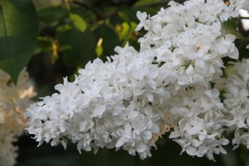 Сирень обыкновенная Советская Арктика Syringa vulgaris Soverskaja Arktika