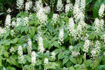 Тиарелла Джиперс Криперс Tiarella Jeepers Creepers
