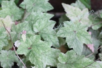 Тиарелла Херонсвуд Мист Tiarella Heronswood Mist
