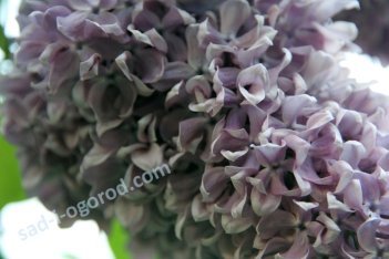 Сирень обыкновенная Капитан Гастелло Syringa vulgaris Kapitan Gastello