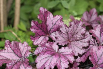 Гейхера Форевер Перпл Heuchera Forever Purple