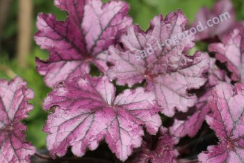 Гейхера Форевер Перпл Heuchera Forever Purple