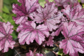 Гейхера Форевер Перпл Heuchera Forever Purple