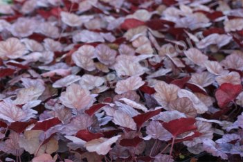 Гейхера Божоле Heuchera Beaujolais
