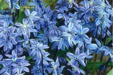 Пролеска (сцилла) сибирская Scilla siberica