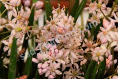 Пролеска (сцилла) Розена Scilla roseni