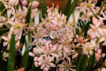 Пролеска (сцилла) Розена Scilla roseni
