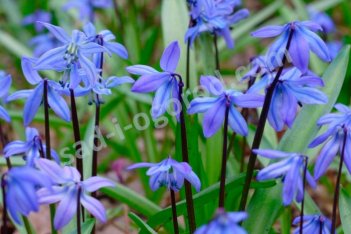 Пролеска (сцилла) сибирская Scilla sibirica Spring Beauty