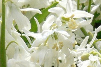Пролеска (сцилла) сибирская Альба Scilla Siberica Alba