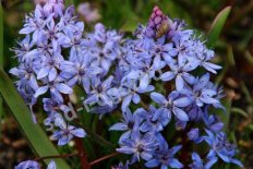 Пролеска (сцилла) двулистная Scilla bifolia