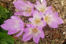 Безвременник великолепный Colchicum speciosum