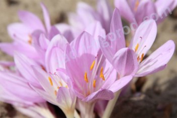 Безвременник византийский Colchicum byzantinum (syn. autumnale var. major)