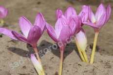 Безвременник Джайент Colchicum giganteum Giant