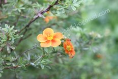 Лапчатка кустарниковая Мариан Ред Робин Potentilla fruticosa Marian Red Robin