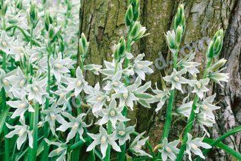 Птицемлечник Нутанс Ornithogalum Nutans