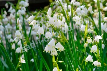 Белоцветник летний Грейвети Джайент Leucojum Gravetye Giant