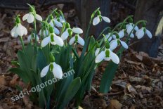 Подснежник Элвиса Galanthus elwesii