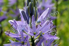Камассия Лейхтлина Каерулеа Camassia Leichtlinii Caerulea