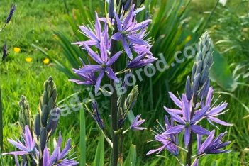 Камассия Лейхтлина Каерулеа Camassia Leichtlinii Caerulea