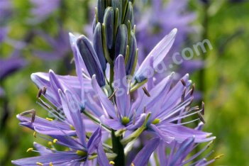 Камассия Лейхтлина Каерулеа Camassia Leichtlinii Caerulea