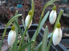 Подснежник белоснежный Galanthus nivalis