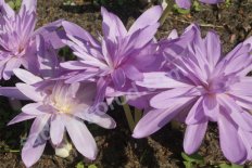 Безвременник осенний Вотерлили Colchicum Waterlily
