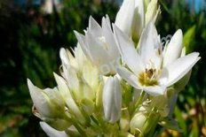 Орнитогалум тирсовидный Маунт Фуджи Ornithogalum Mount Fuji