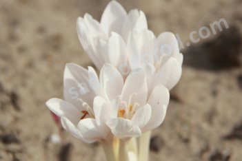 Безвременник осенний Альбум Colchicum autumnale Album