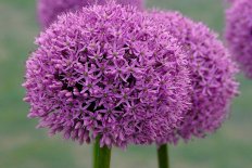 Луки (Аллиум) осень 2026