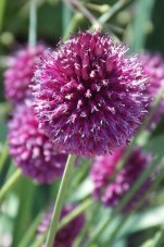 Аллиум Круглоголовый Allium Sphaerocephalon
