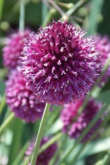 Аллиум Круглоголовый Allium Sphaerocephalon