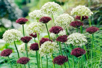 Аллиум Пурпл Уайт Микс ALLIUM PAARS-WIT / PURPLE-WHITE MIX