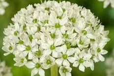 Аллиум Нигрум Allium nigrum