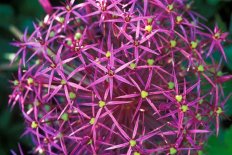 Аллиум Христофа Allium christophii