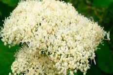Гортензия древовидная Хиллс оф Сноу Hydrangea arborescens Hill`s of Snow