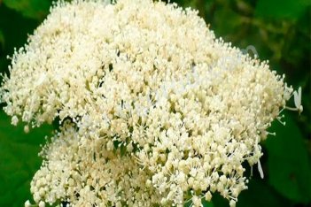 Гортензия древовидная Хиллс оф Сноу Hydrangea arborescens Hill`s of Snow