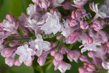 Сирень обыкновенная Маршал Василевский Syringa vulgaris Marschal Vasilevskij