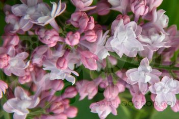 Сирень обыкновенная Маршал Василевский Syringa vulgaris Marschal Vasilevskij