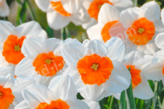 Нарцисс крупнокорончатый Профессор Эйнштейн Narcissus Professor Einstein